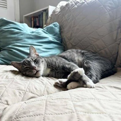 An adult small-sized female Gray / Blue / Silver Domestic Short Hair cat named Pokey for adoption in Atlanta, GA