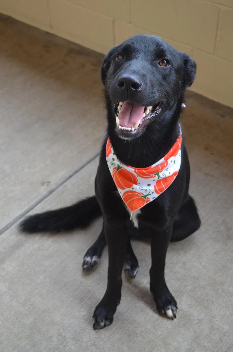 A young large-sized male Labrador Retriever dog named Ichabod for adoption in McKinney, TX