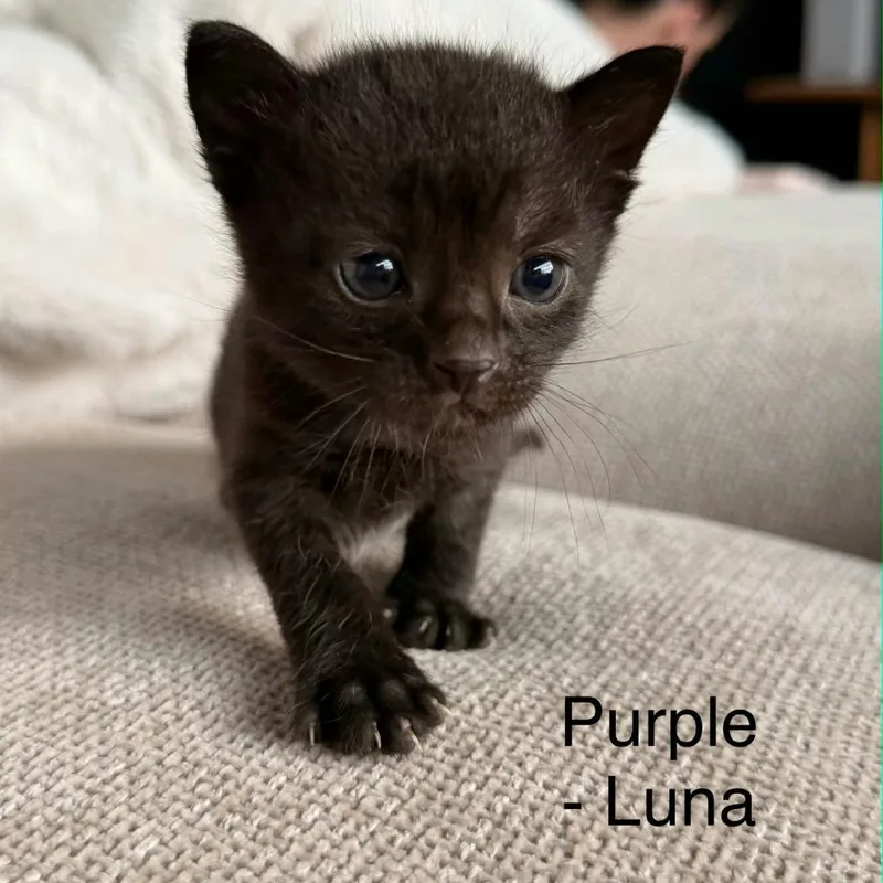A baby small-sized female Black Domestic Short Hair cat named Luna for adoption in Talent, OR