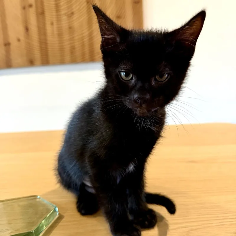 Luna thumbnail 2