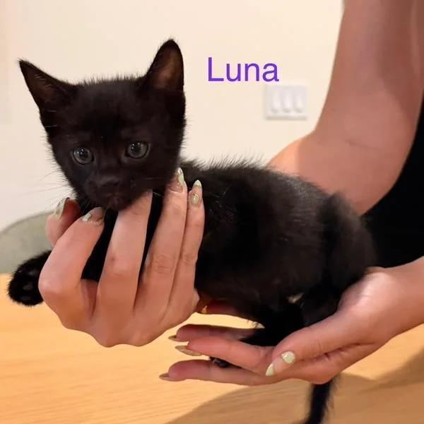 Luna thumbnail 4