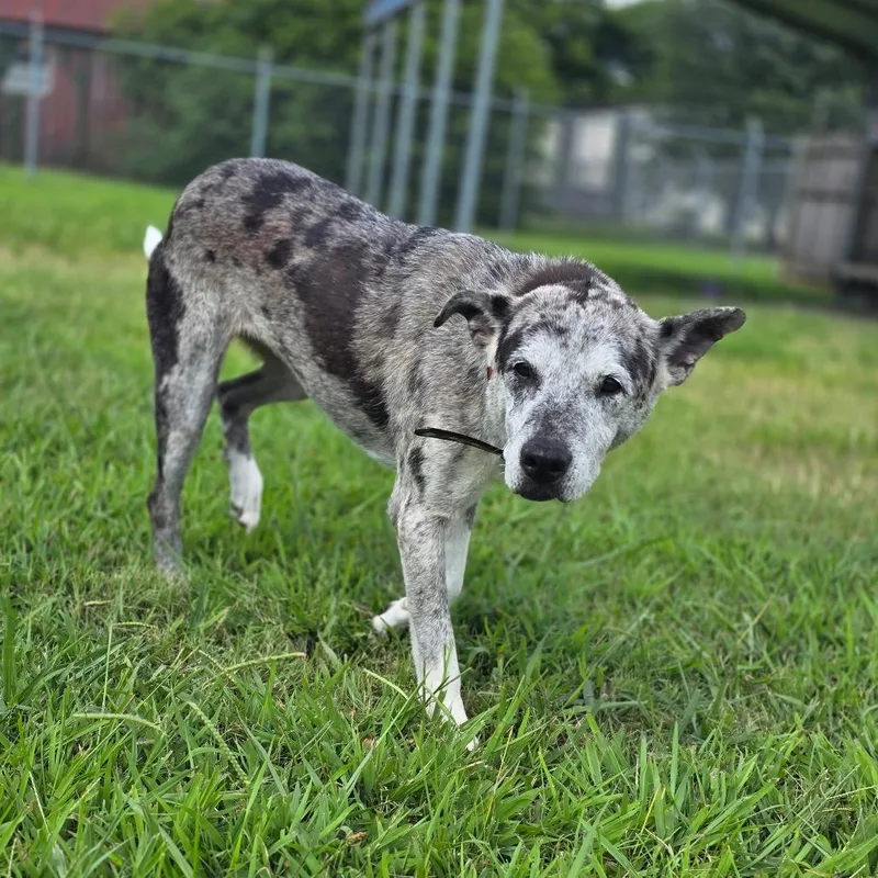 A senior medium-sized female Gray / Blue / Silver Mixed Breed dog named Flour for adoption in Huntsville, AL