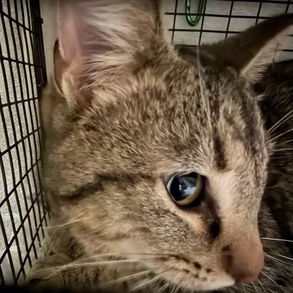 An adult medium-sized male Domestic Short Hair cat named Charming for adoption in Des Moines, IA