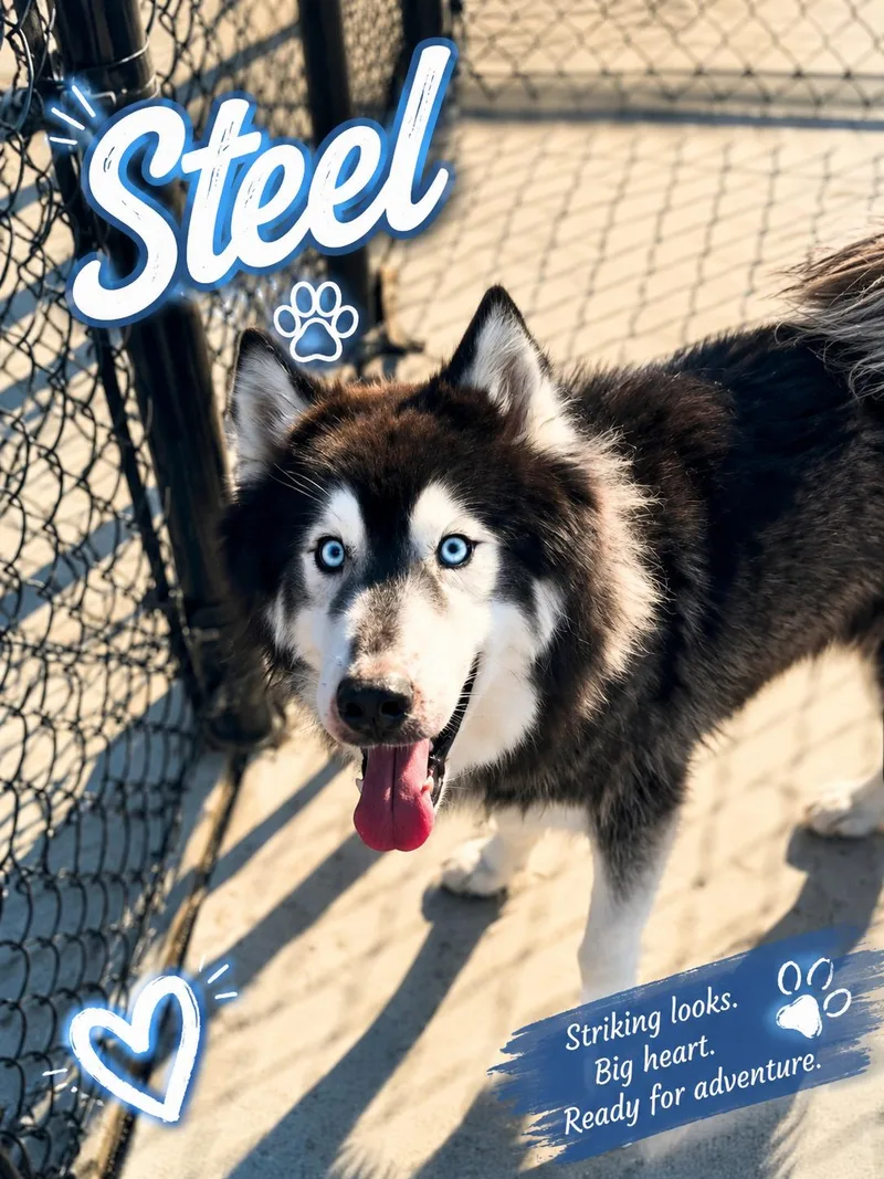 An adult medium-sized male Black Siberian Husky dog named Steel for adoption in Indianapolis, IN