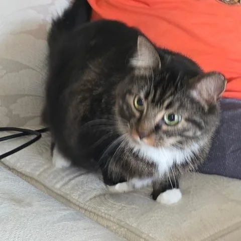 An adult large-sized female Brown / Chocolate Domestic Long Hair cat named Dottie for adoption in Richmond, VA