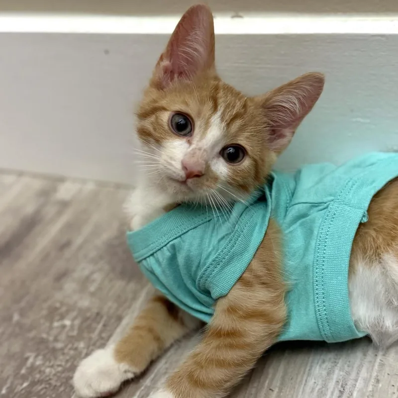A baby small-sized male Orange / Red Domestic Short Hair cat named Lee for adoption in Jupiter, FL