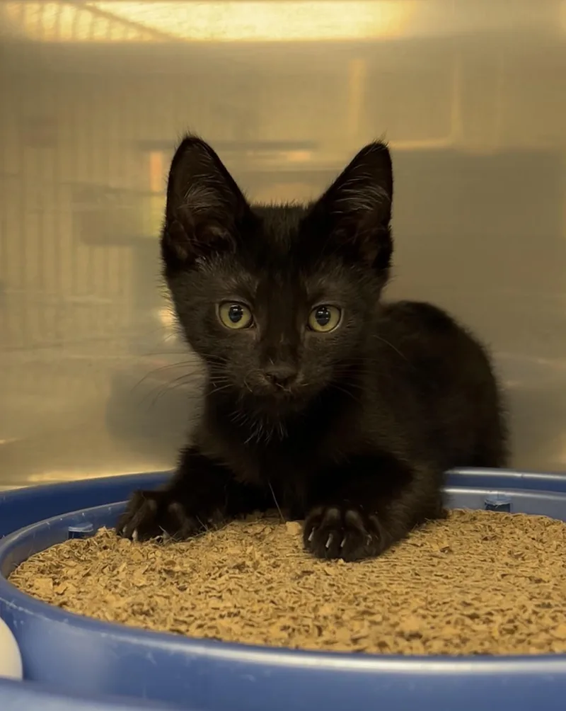 A baby medium-sized male Black Domestic Short Hair cat named Mr Crabs for adoption in Montville, NJ