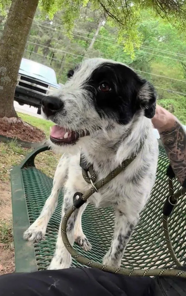 A baby medium-sized male Australian Cattle Dog / Blue Heeler dog named Spotty Pippen for adoption in Little Rock, AR