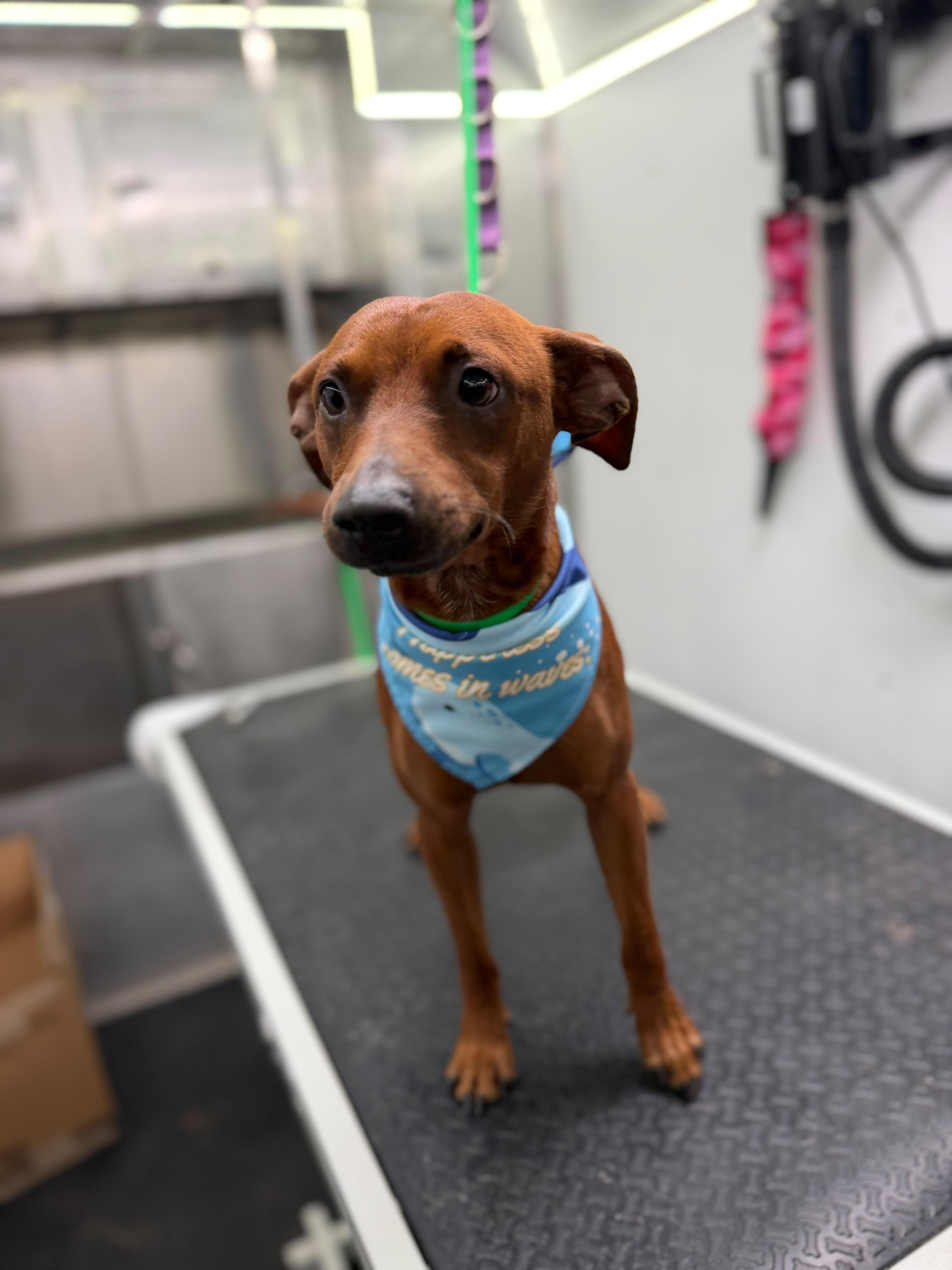 An adult medium-sized male Brown / Chocolate Dachshund dog named Chico for adoption in Homestead, FL