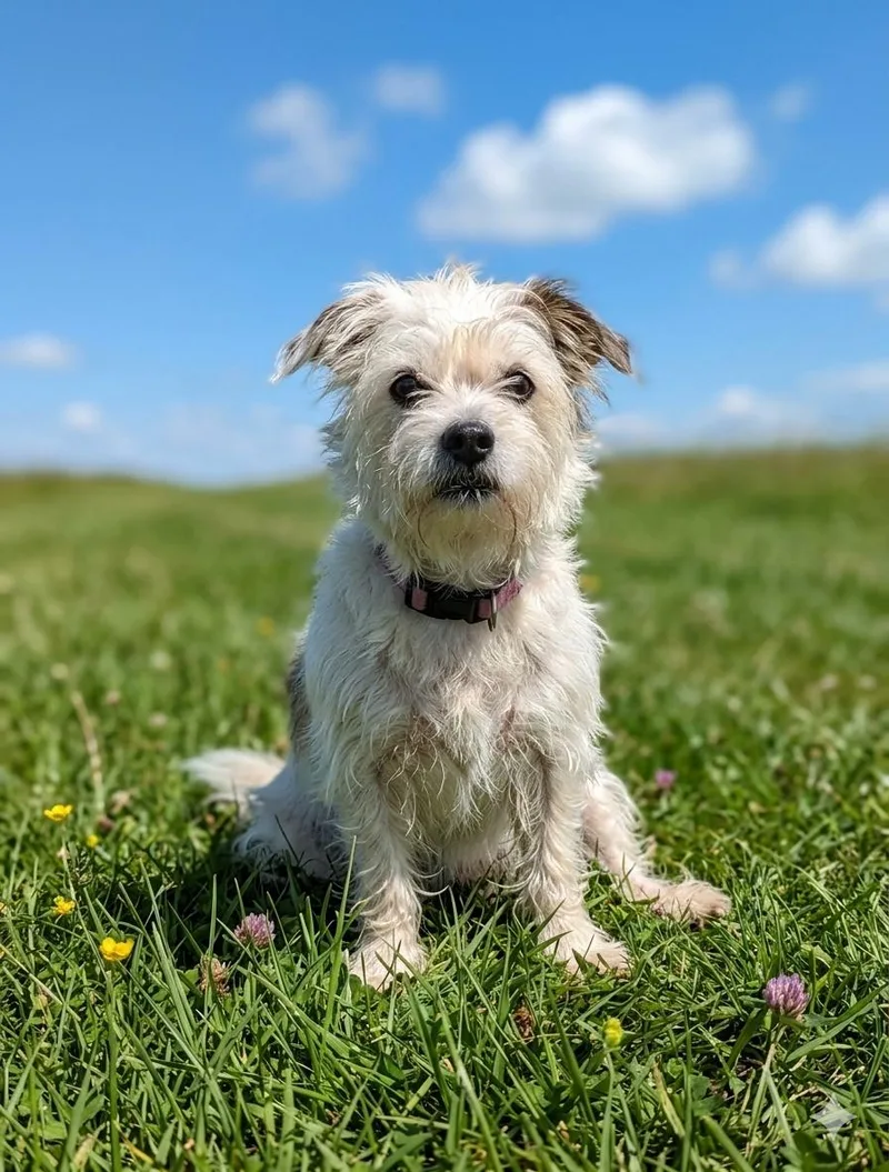 A young small-sized female White / Cream Terrier dog named Millie for adoption in Brunswick, OH