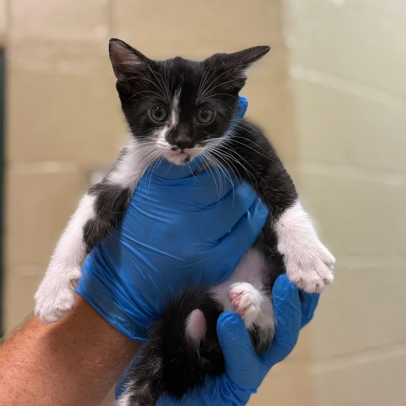 A baby small-sized male Black Domestic Short Hair cat named Houdini for adoption in Lucedale, MS