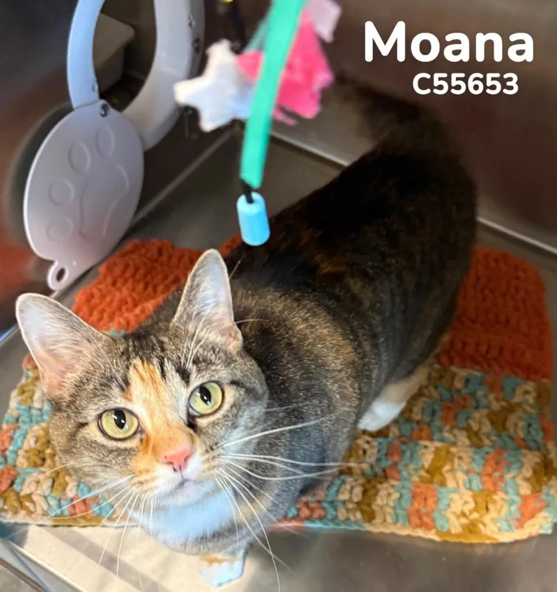 Moana