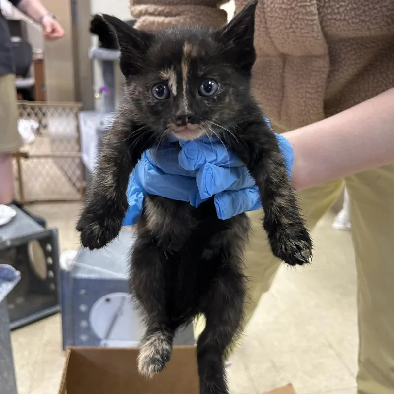 A baby small-sized female Tortoiseshell Domestic Short Hair cat named Cherry for adoption in Birmingham, AL