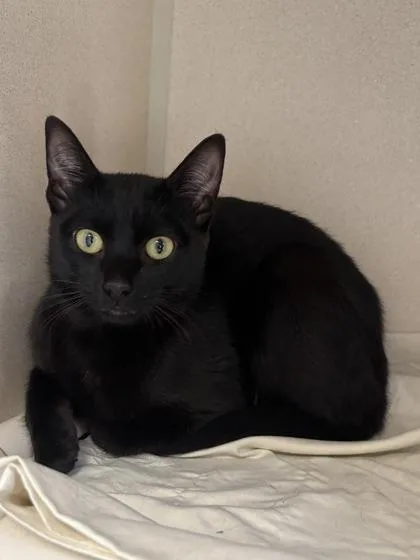 A baby small-sized female Domestic Short Hair cat named Ash I AM for adoption in East Brookfield, MA
