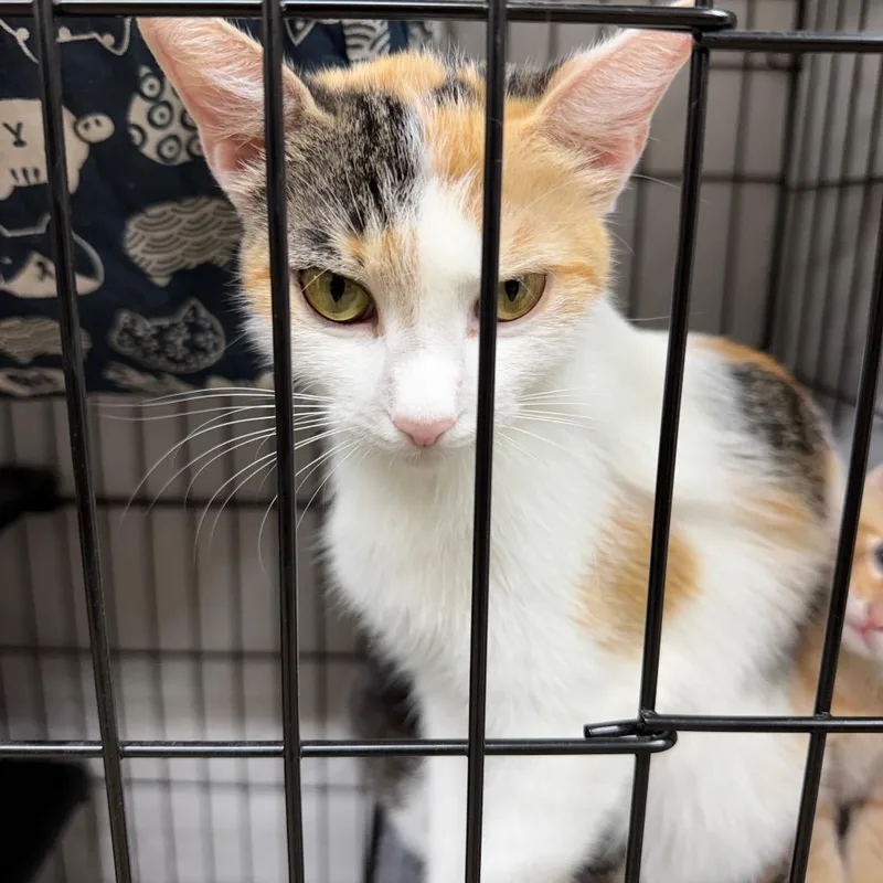 A young medium-sized female Calico Domestic Short Hair cat named Charlotte for adoption in Gainesville, FL