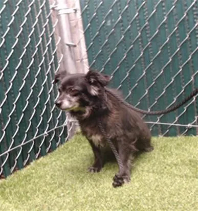 An adult medium-sized male Terrier dog named Sam for adoption in Downey, CA