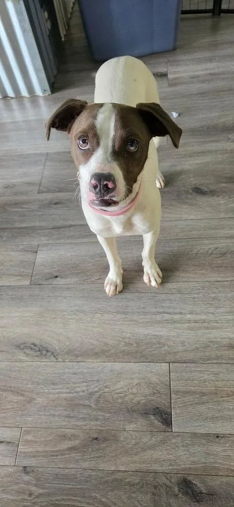 Jenny Aka Bingo thumbnail 4