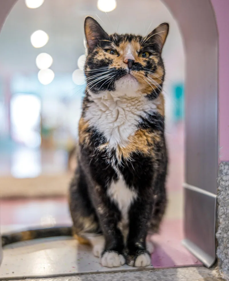 Maple  Kbc thumbnail 2