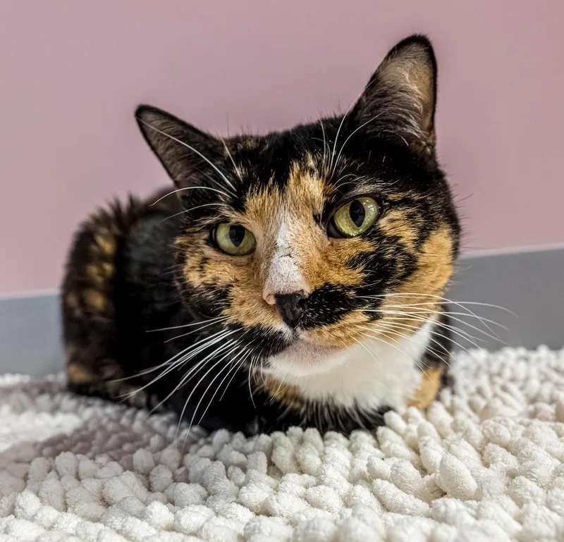 Maple  Kbc thumbnail 3