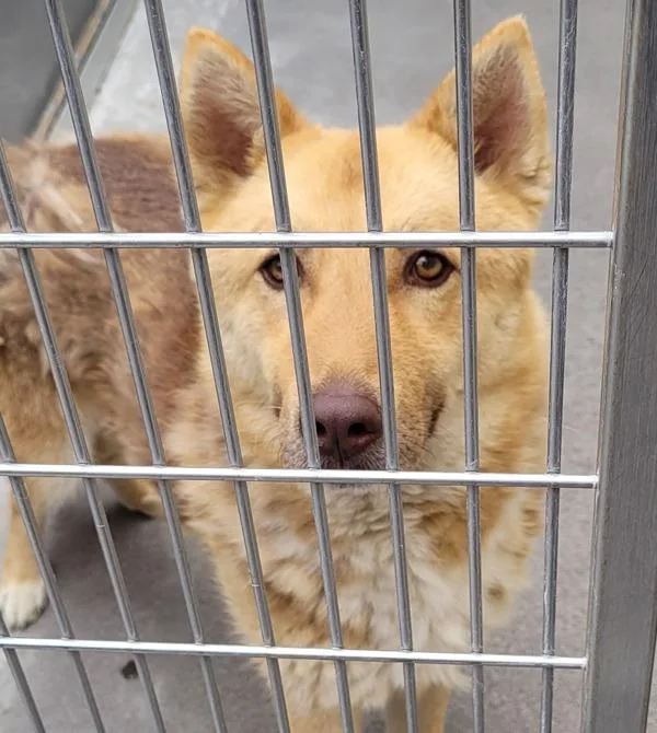 An adult medium-sized male Mixed Breed dog named Friko for adoption in Troutdale, OR