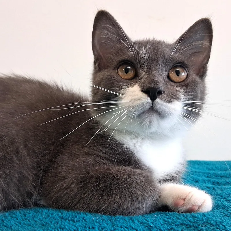 A young small-sized male Gray & White Domestic Short Hair cat named Percy for adoption in Belmont, NY