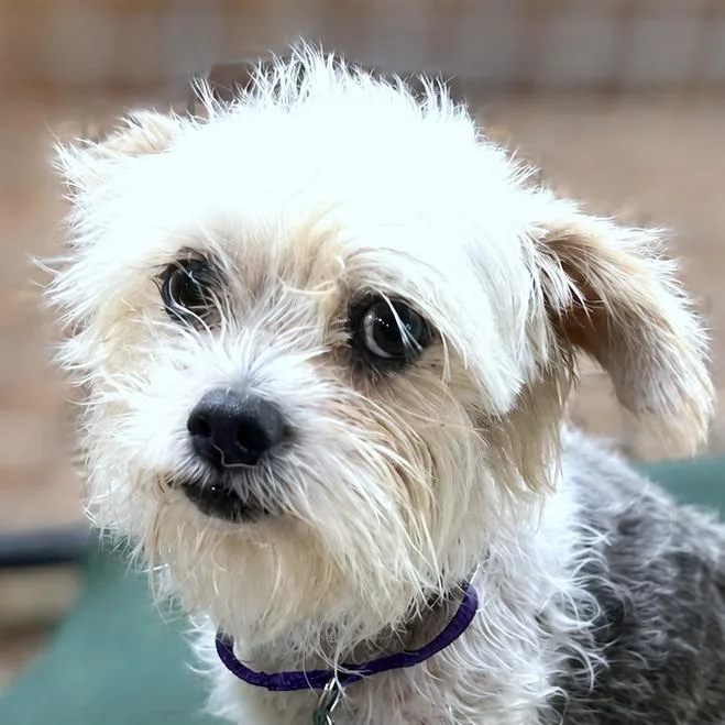An adult small-sized female White / Cream Shih Tzu dog named Cadence for adoption in Boerne, TX