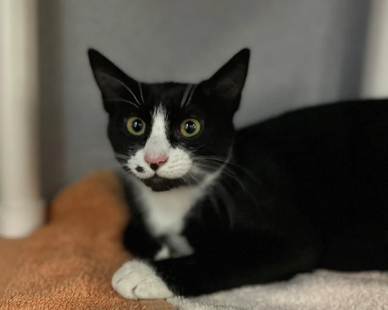 A baby small-sized female Black Domestic Short Hair cat named Eloise for adoption in Raleigh, NC