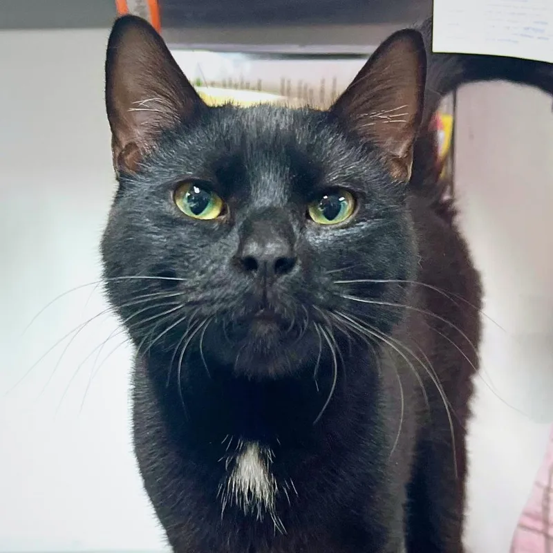 A young small-sized male Domestic Short Hair cat named Coney for adoption in Port Washington, NY