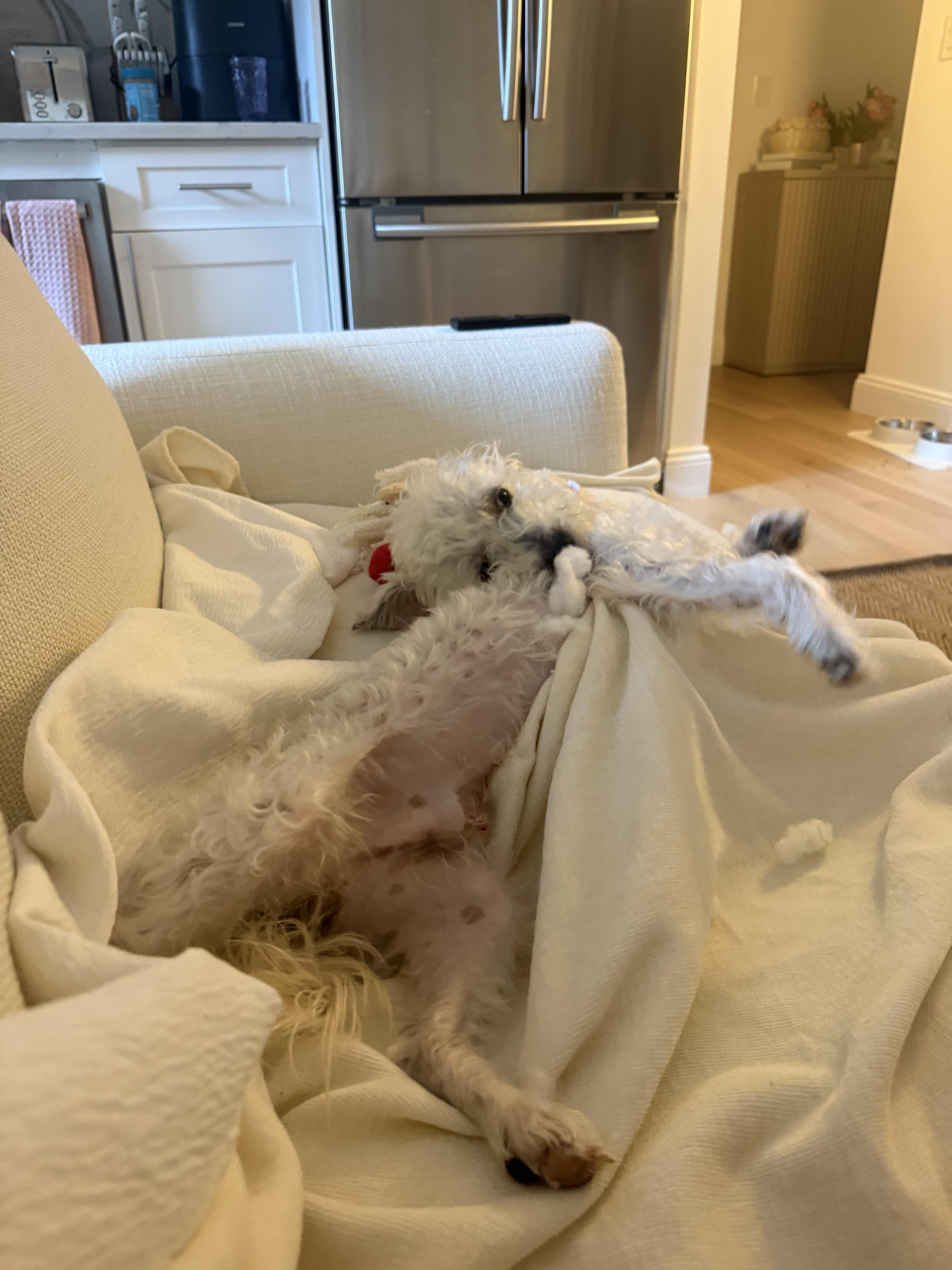 A young small-sized male Maltipoo dog named Rocketman for adoption in Brooklyn, NY