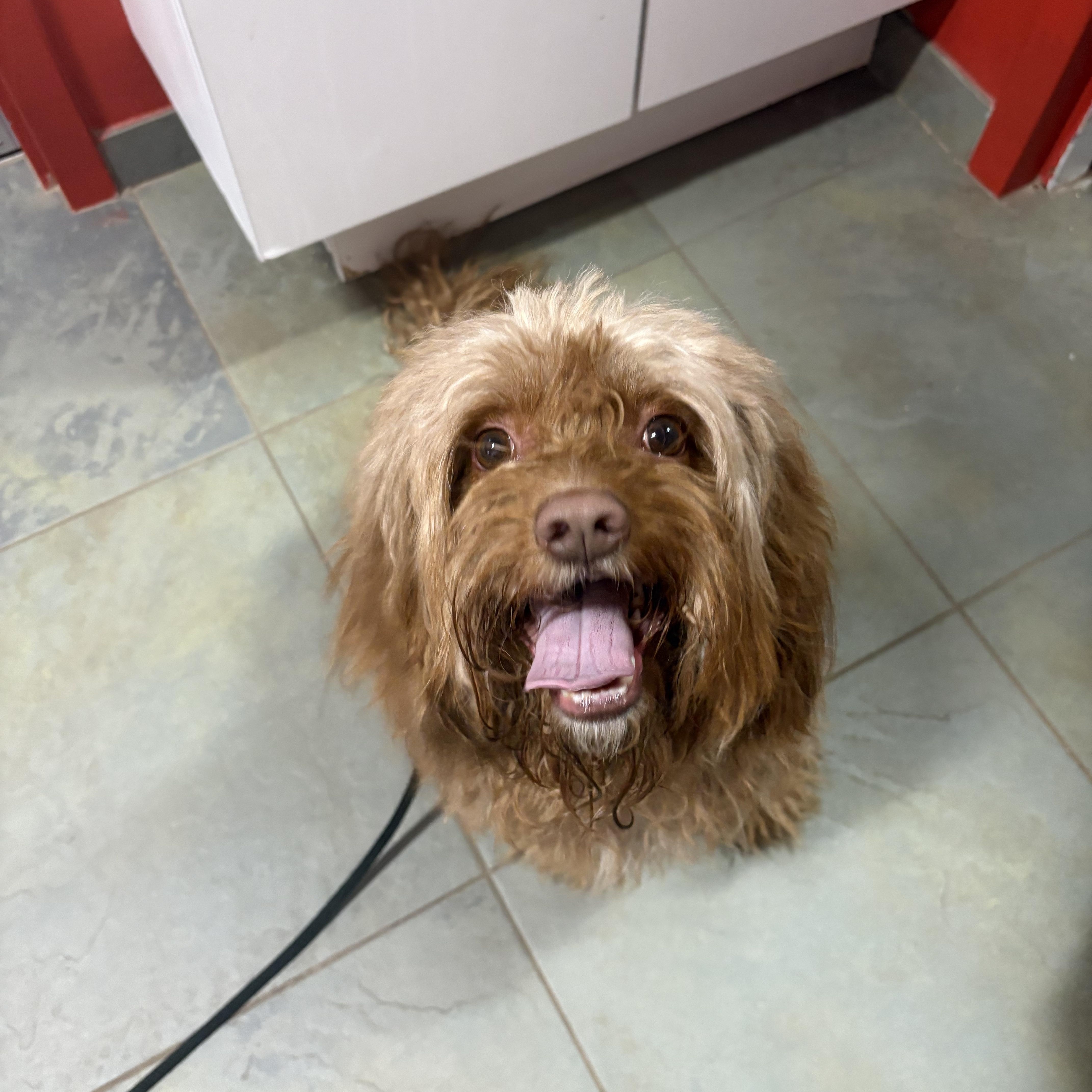 An adult small-sized male Brown / Chocolate Cavapoo dog named Cane for adoption in North Haven, CT