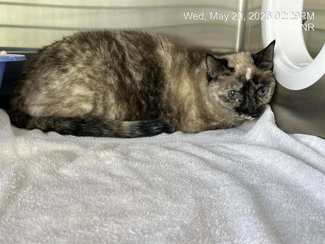 Prissy