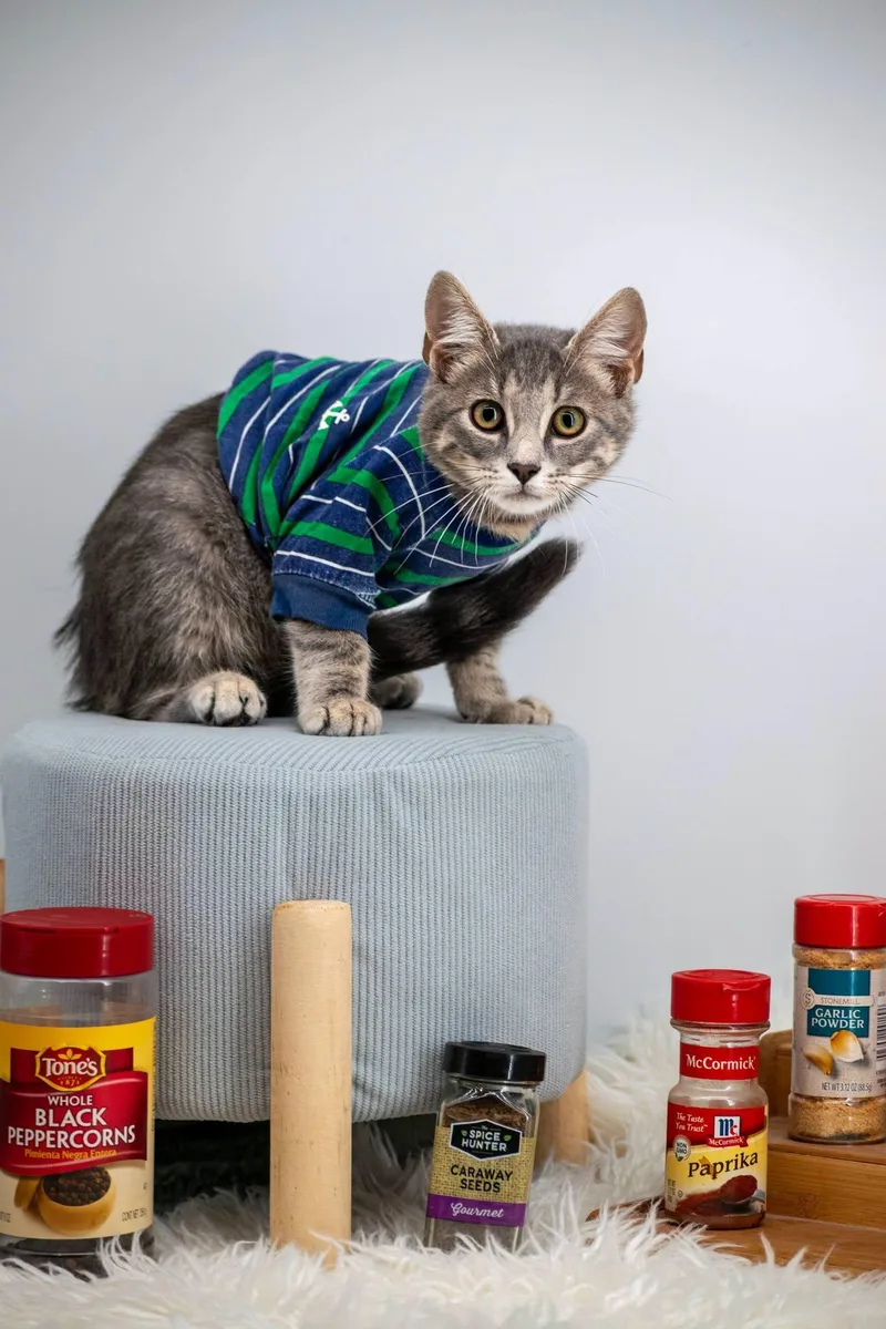 A baby small-sized male Tabby (Gray / Blue / Silver) Domestic Short Hair cat named Coriander for adoption in Sevierville, TN