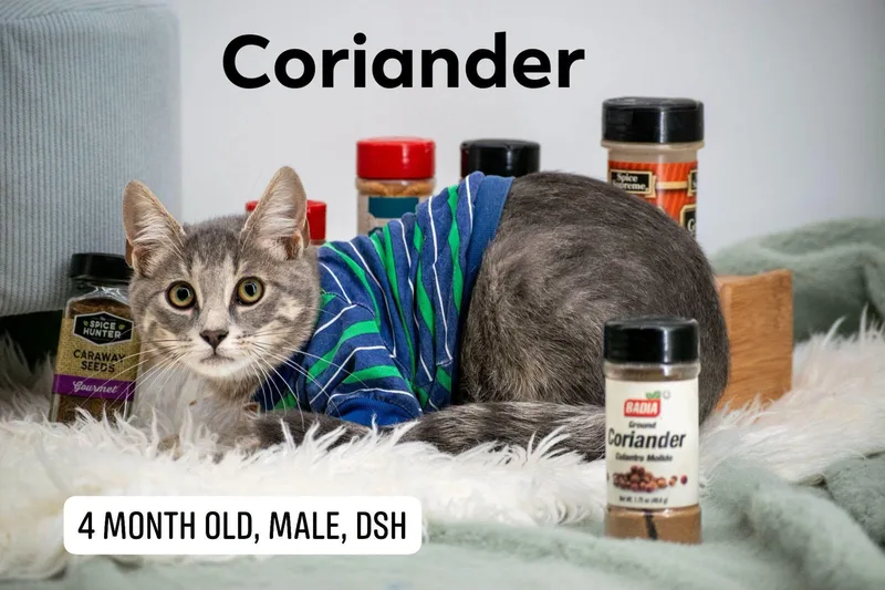 Coriander thumbnail 2