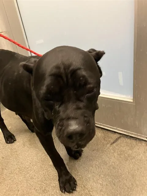 An adult large-sized female Mixed Breed dog named Jessie for adoption in Dallas, TX