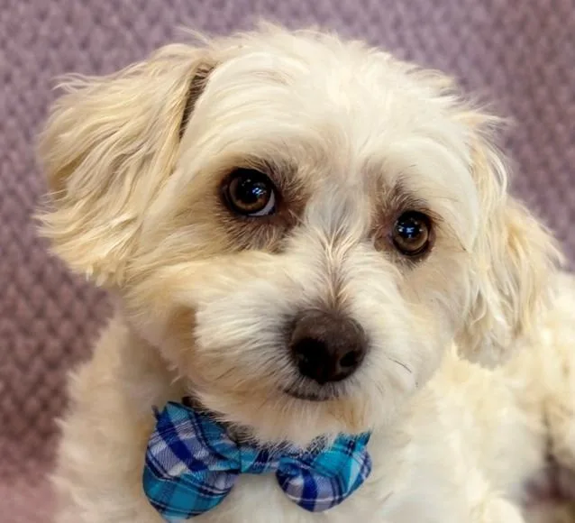 A young small-sized male White / Cream Maltese dog named Sammy for adoption in Lodi, CA