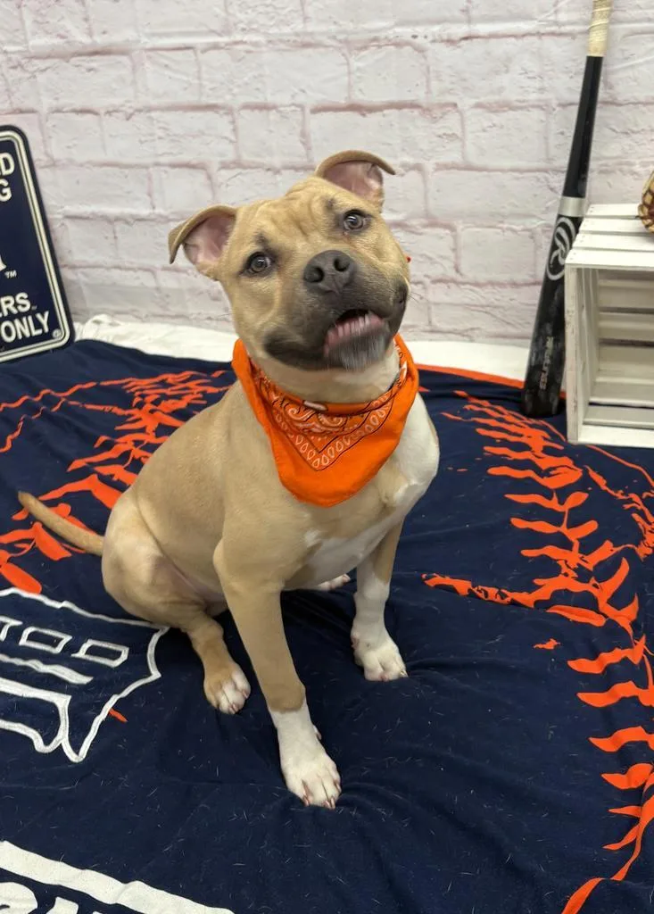 A young medium-sized male Mixed Breed dog named Steelshanks for adoption in Detroit, MI