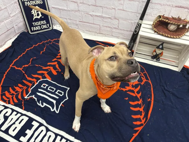 Steelshanks thumbnail 2