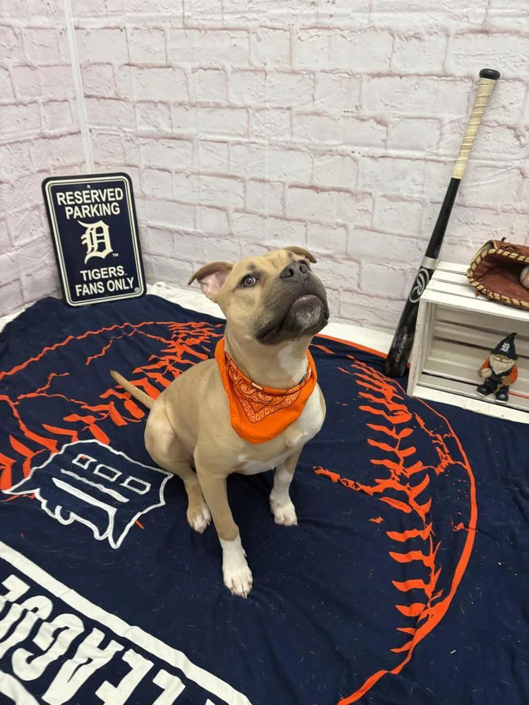 Steelshanks thumbnail 3