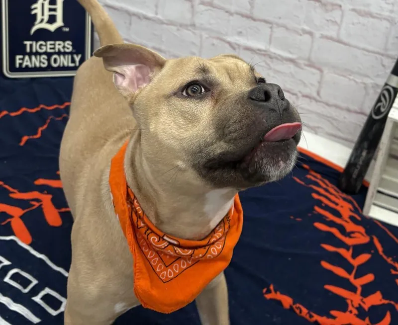 Steelshanks thumbnail 4