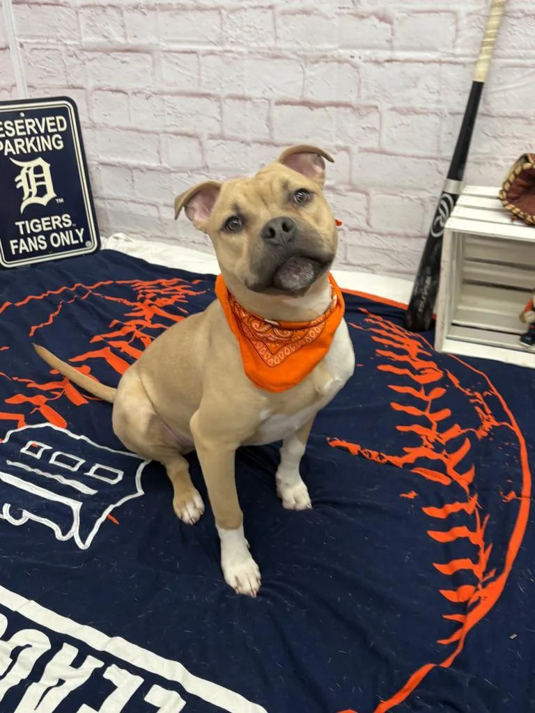 Steelshanks thumbnail 5