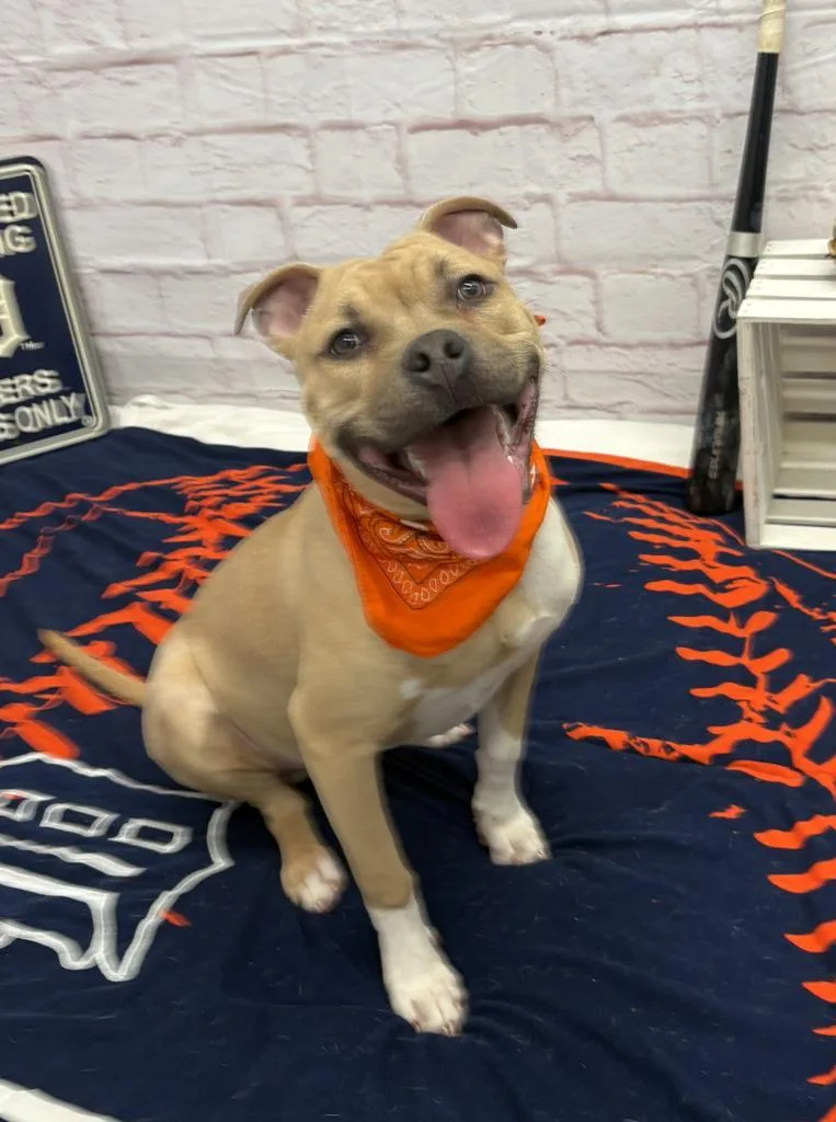 Steelshanks thumbnail 6