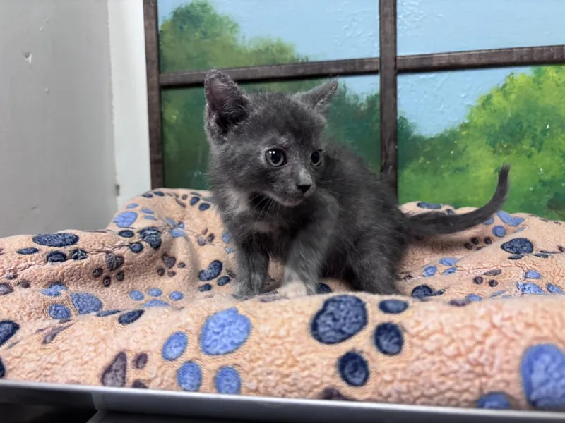 A baby small-sized female Domestic Short Hair cat named Larisa for adoption in Houston, TX