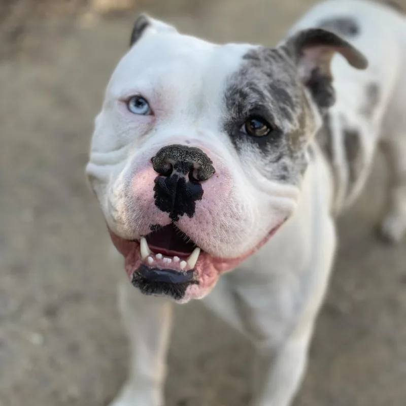 An adult medium-sized male White / Cream English Bulldog dog named Max for adoption in Riverside, CA