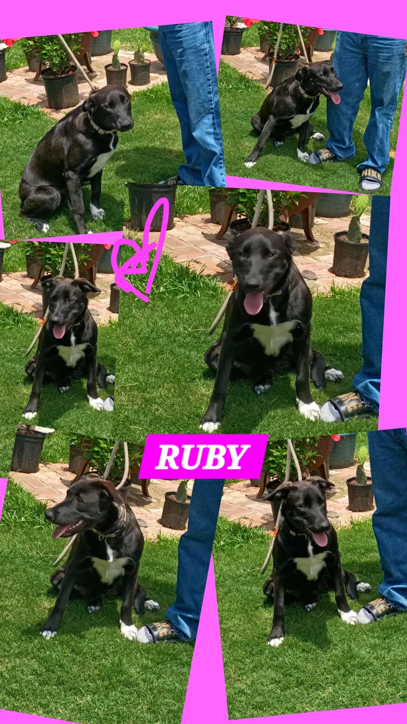 Ruby thumbnail 5