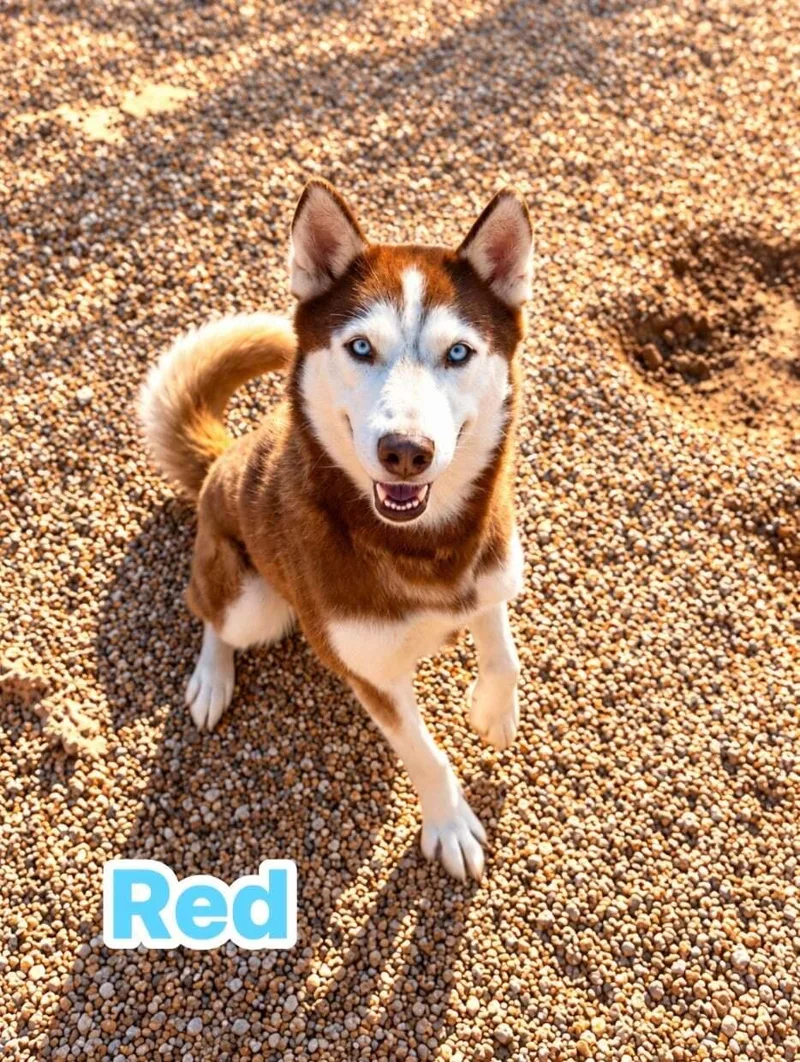 An adult large-sized male Siberian Husky dog named Red for adoption in Cottonwood Heights, UT