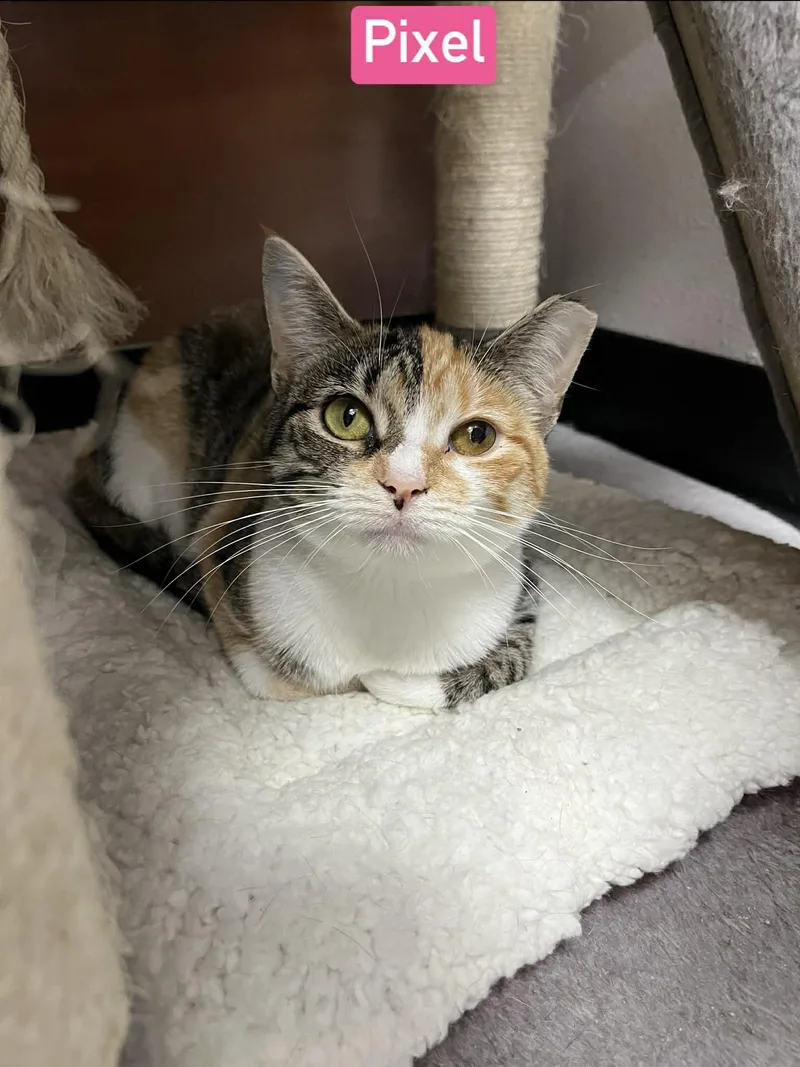 A young medium-sized female Domestic Short Hair cat named Pixel for adoption in Camden, SC