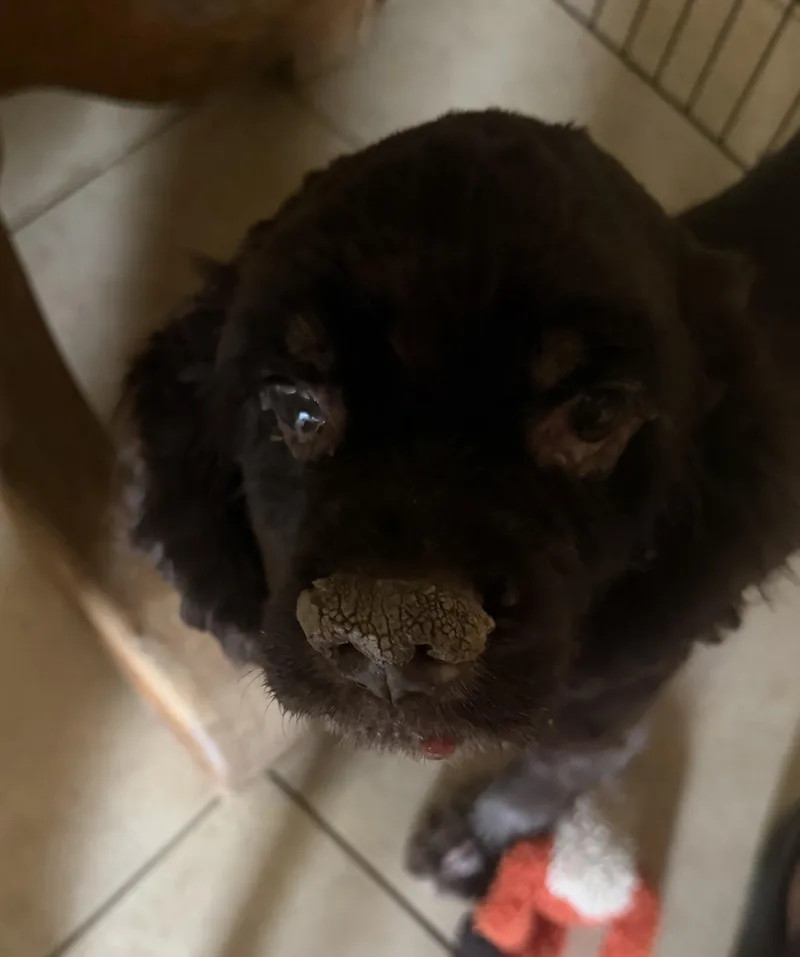 A senior small-sized male Brown / Chocolate Cocker Spaniel dog named Angus for adoption in Phoenix, AZ