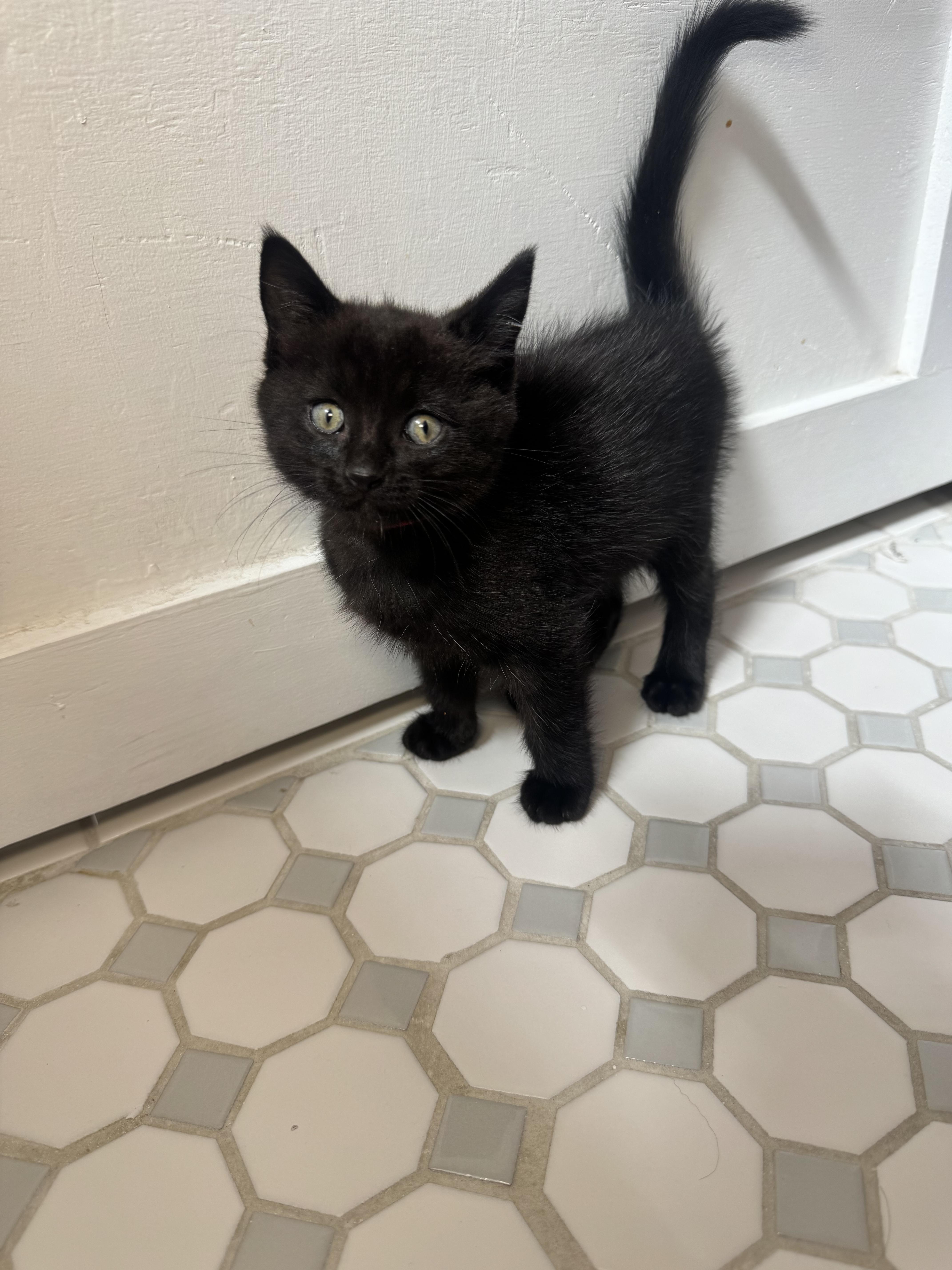A baby small-sized female Black Domestic Short Hair cat named Delta for adoption in Fruit Heights, UT