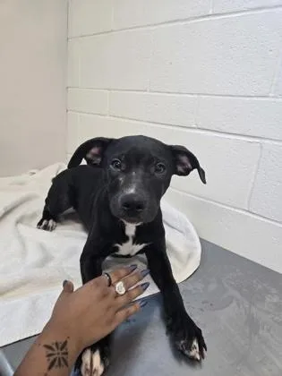 A baby medium-sized female Black Labrador Retriever dog named Hazel for adoption in Sacramento, CA