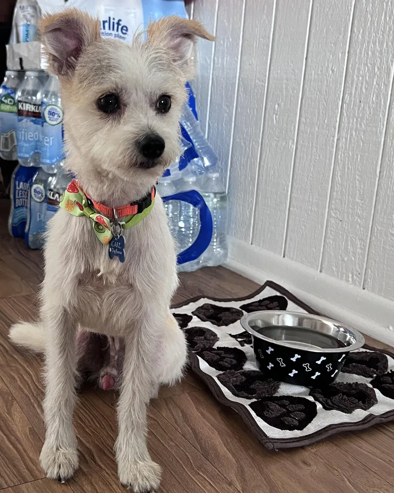 A young small-sized male Terrier dog named Gravy for adoption in Corona, CA